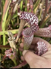 Sarracenia Leucophylla, 5