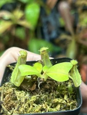 Nepenthes Truncata SG