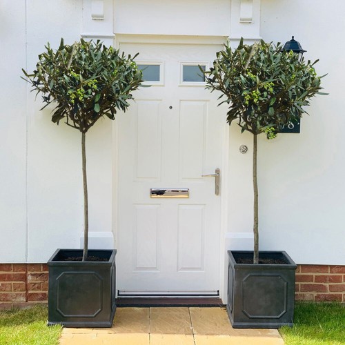 Olive tree standard hardy - tree,