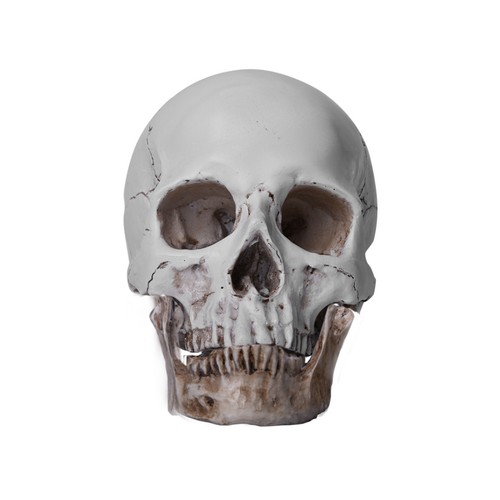 Resin replica life human - resin,