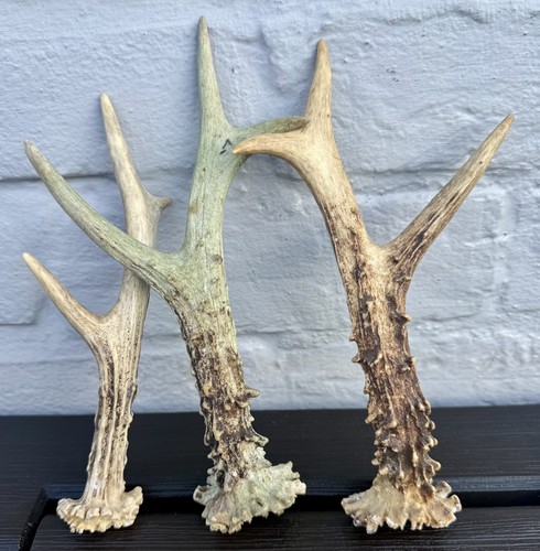 Roe deer antlers beautiful - deer,
