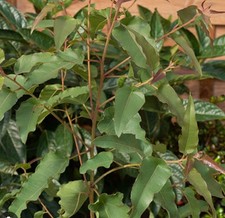 Eucalyptus citriadora x 1 plug plants seedling evergreen container lemon scented