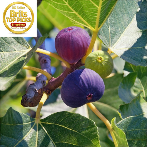 Large fig tree brown turkey - fig,