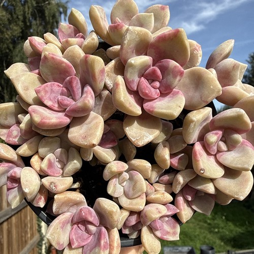 Graptopetalum purple delight - graptopetalum, 'purple