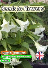 ANGEL'S TRUMPETS BRUGMANSIA