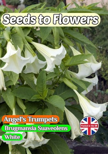 Angel trumpets brugmansia - trumpets,