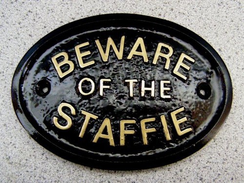 Beware the staffie - of,