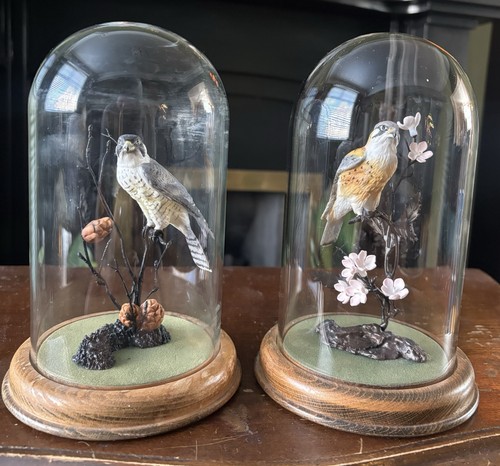 Country artists birds - birds, of