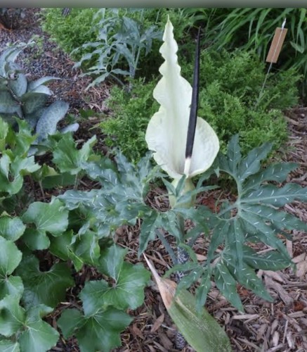 Seeds dracunculus vulgaris - ,