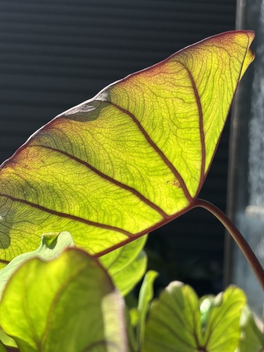 Amazing colocasia blue hawaii - amazing,