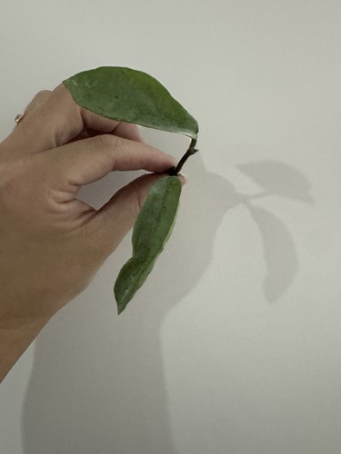 Hoya carnosa nova ghost - ghost, fresh