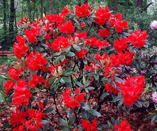 Rhododendron vulcan flame - rhododendron,