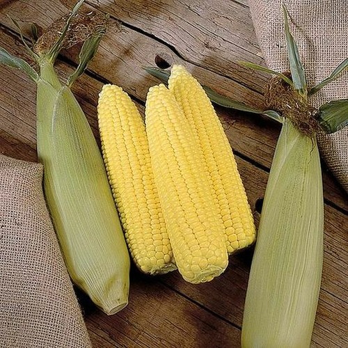 Sweetcorn swift f1 plug - 6x, 'swift'