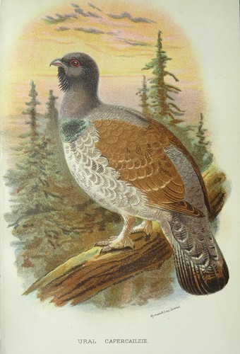 Game birds ural capercailzie - ural,