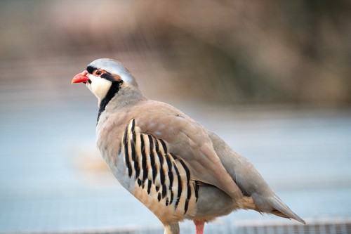 Chukar partridge hatching - 6+,