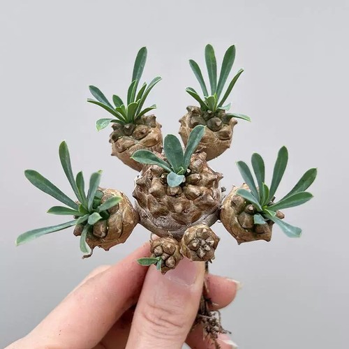 8cm succulent cactus plant - succulent,