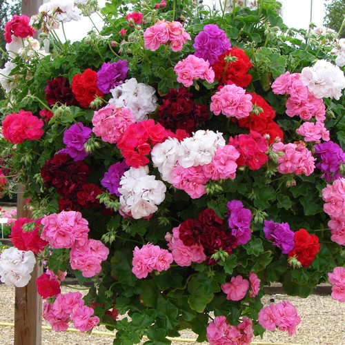 Double flowered rosebud - double,