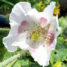 Real Opium Poppy ☆Florist's Pod Poppy☆ ["Bread seed"] ~ 6300 seeds, 1.5g+