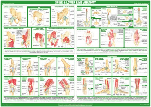 Spine anatomy poster lower - spine, |