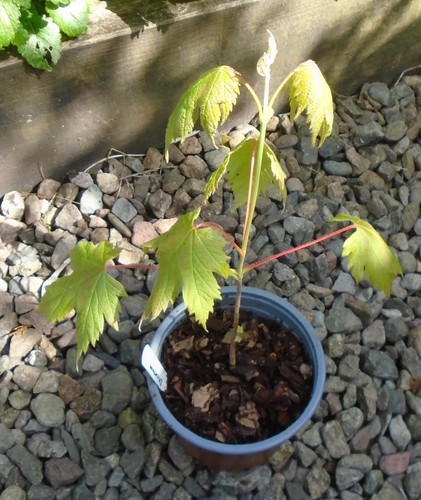 Acer spicatum mountain - ,,