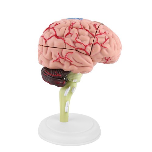 Anatomical brain model human - anatomical,