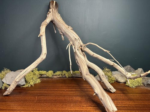 Large manzanita - large,