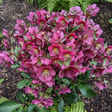 1 Large Plant - Hellebore