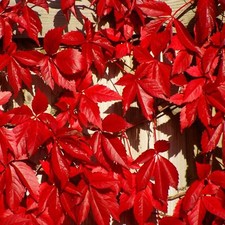 Virginia Creeper Plant EXTRA