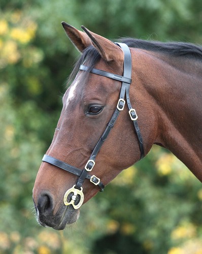 Shires blenheim plain - shires, inhand
