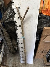 Oak Rare Seasoned SHANK