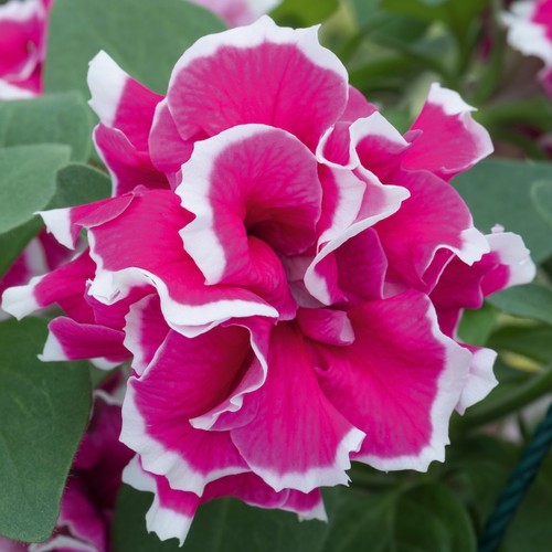 Petunia tumbelina anna - petunia,