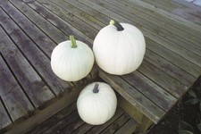 Vegetable - Pumpkin - Cotton Candy F1 Seeds