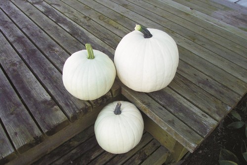 Vegetable pumpkin cotton - vegetable,