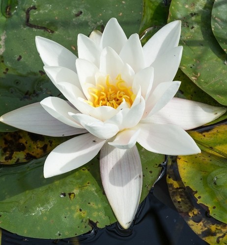 White pond lilly - white,
