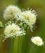 20 x 'Buttermilk' Devils Bit Scabious (succisa pratensis) hardy perennial seeds