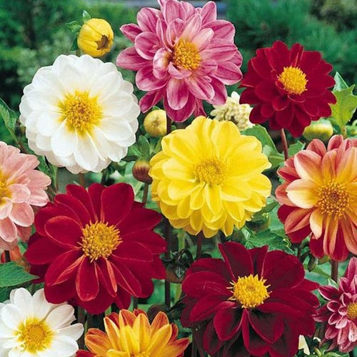 Dahlia unwins mixed seeds - unwins, grow