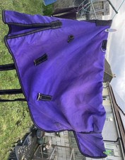 2’9 Not Just Horses Foal