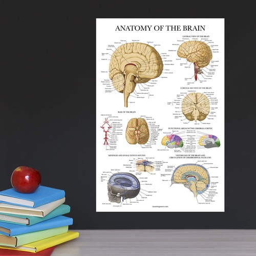 5size brain anatomy - uk✨,