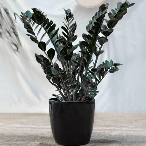 Evergreen zamioculcas raven - evergreen, |