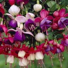 6  Hardy Fuchsia Mixed