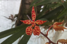 Rare Renanthera monachica