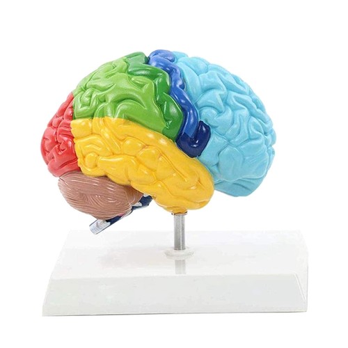 Right hemisphere brain - right,