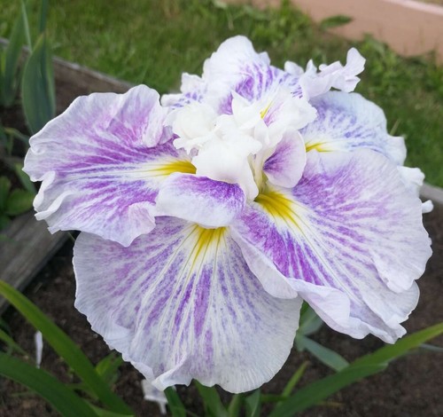Iris ensata dinner - ensata,
