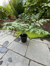 Fern plant XXXL Extra Massive Root (Dryopteris affinis) Plants To Your Door