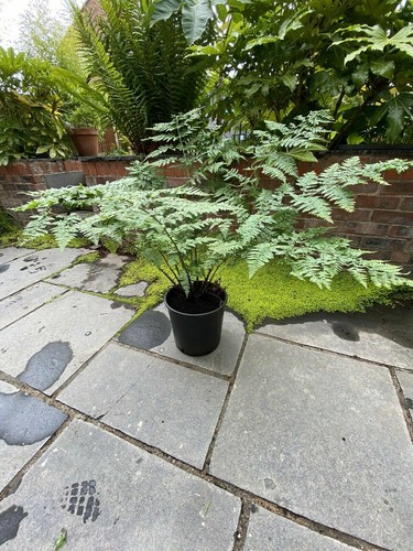 Fern plant large - fern,