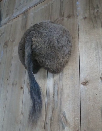 Buffalo bison butt taxidermy - buffalo,