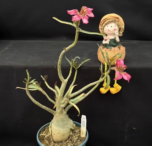 Pot 11cm adenium - pot,
