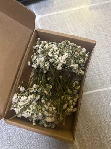 White 8cm dried gypsophila - dried,