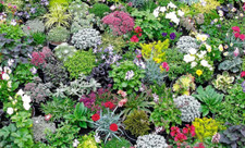 Alpine Rockery Plant Plants