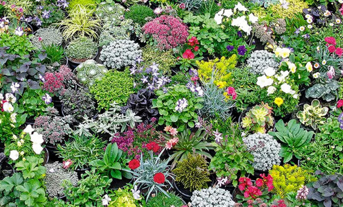 Alpine rockery plant plants - alpine,